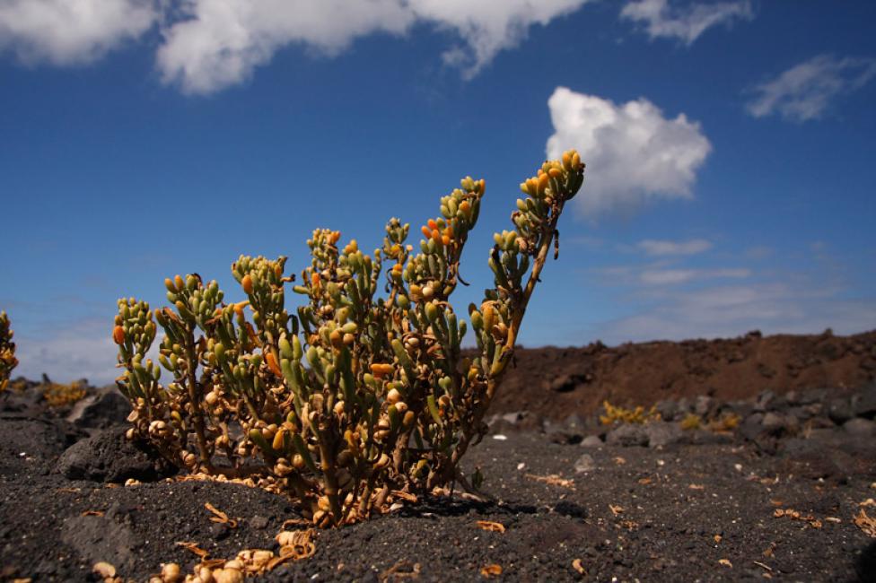 Naturaleza en armonía